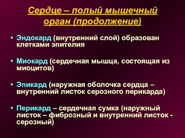 Сердце – полый мышечный орган (продолжение) Эндокард (внутренний слой) образован