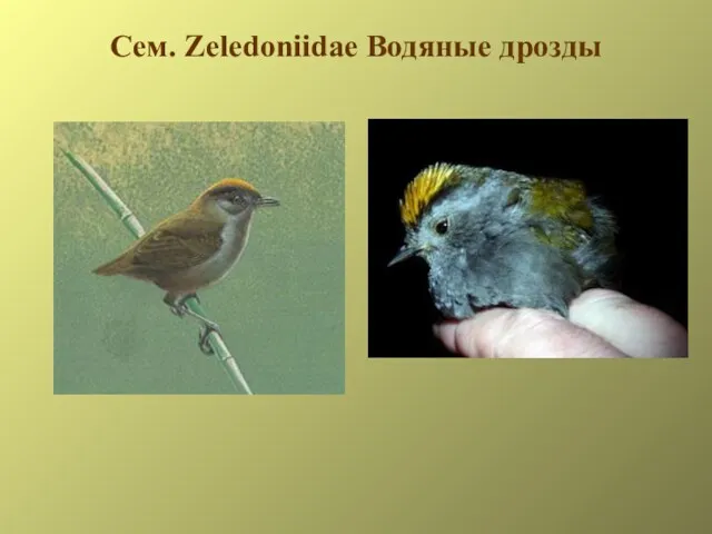 Сем. Zeledoniidae Водяные дрозды