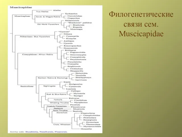 Филогенетические связи сем. Muscicapidae