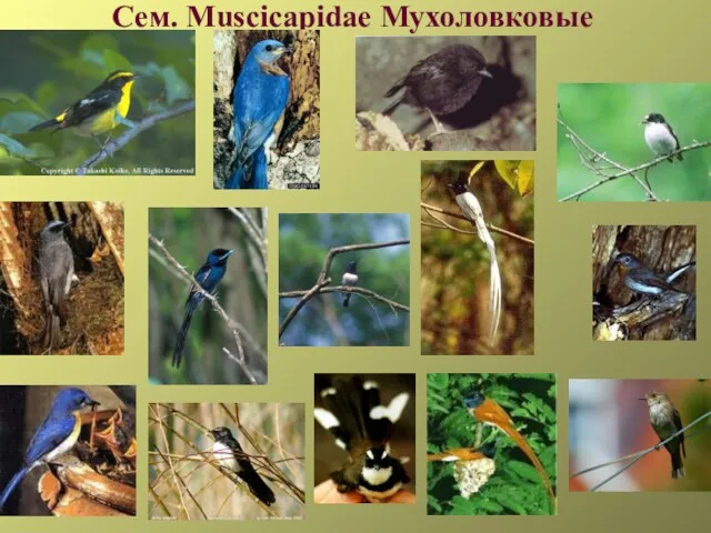 Сем. Muscicapidae Мухоловковые