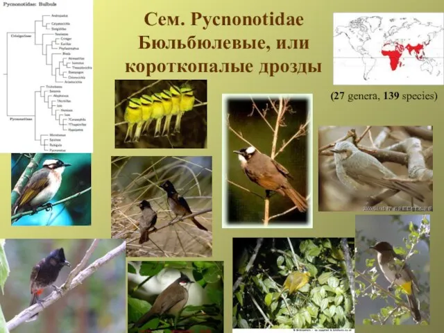 Сем. Pycnonotidae Бюльбюлевые, или корoткопалые дрозды (27 genera, 139 species)