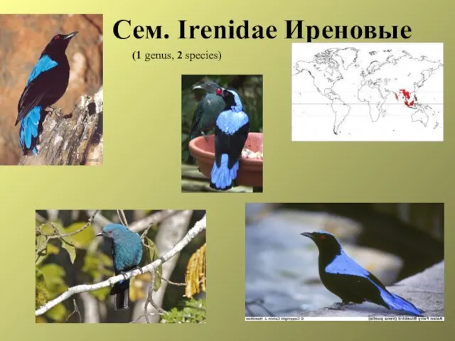 Сем. Irenidae Иреновые (1 genus, 2 species)