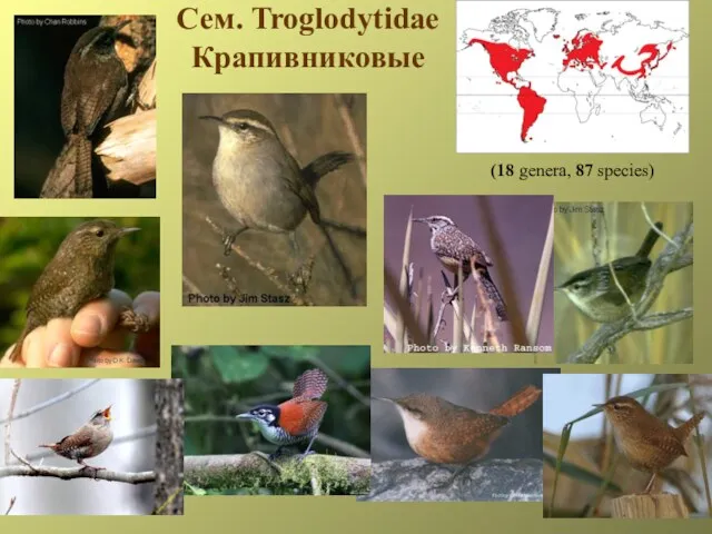 Сем. Troglodytidae Крапивниковые (18 genera, 87 species)