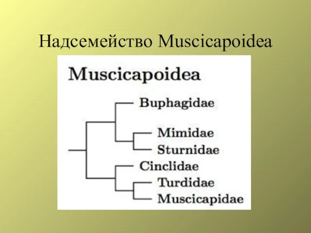 Надсемейство Muscicapoidea