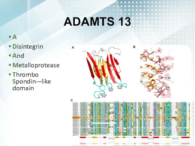 ADAMTS 13 A Disintegrin And Metalloprotease Thrombo Spondin-–like domain