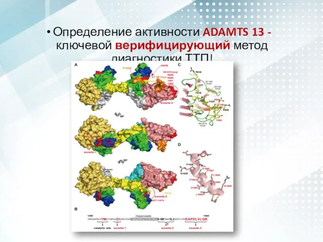 Определение активности ADAMTS 13 - ключевой верифицирующий метод диагностики ТТП!