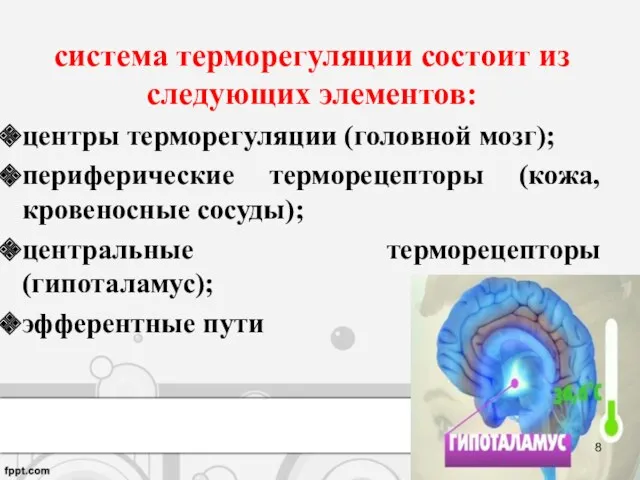 система терморегуляции состоит из следующих элементов: центры терморегуляции (головной мозг);