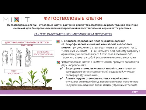 ФИТОСТВОЛОВЫЕ КЛЕТКИ Фитостволовые клетки – стволовые клетки растения, являются естественной