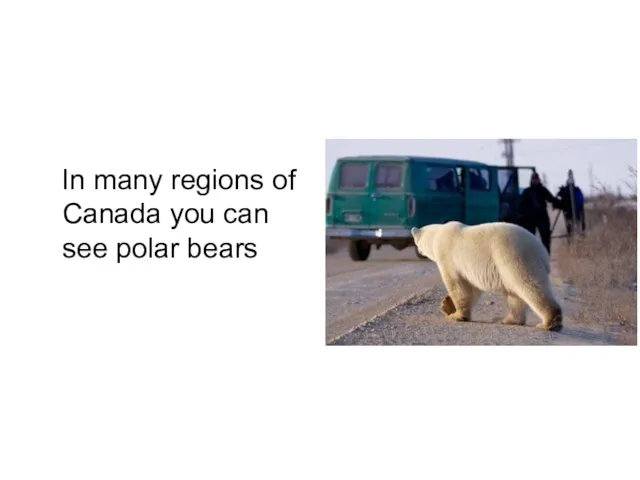 In many regions of Canada you can see polar bears