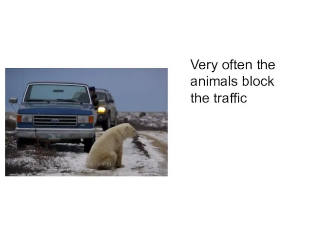 Very often the animals block the traffic