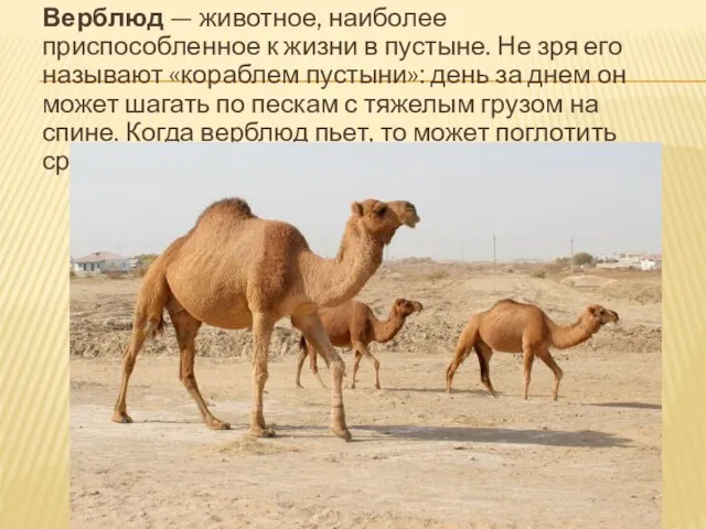 Верблюд — животное, наиболее приспособленное к жизни в пустыне. Не