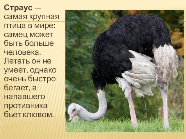 Страус — самая крупная птица в мире: самец может быть