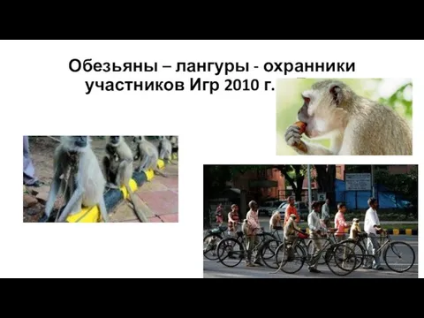 Обезьяны – лангуры - охранники участников Игр 2010 г. в Дели