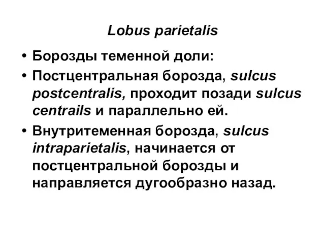 Lobus parietalis Борозды теменной доли: Постцентральная борозда, sulcus postcentralis, проходит