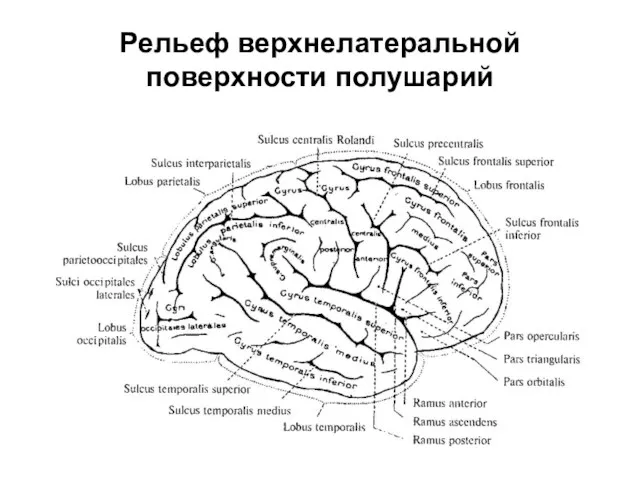 Рельеф верхнелатеральной поверхности полушарий