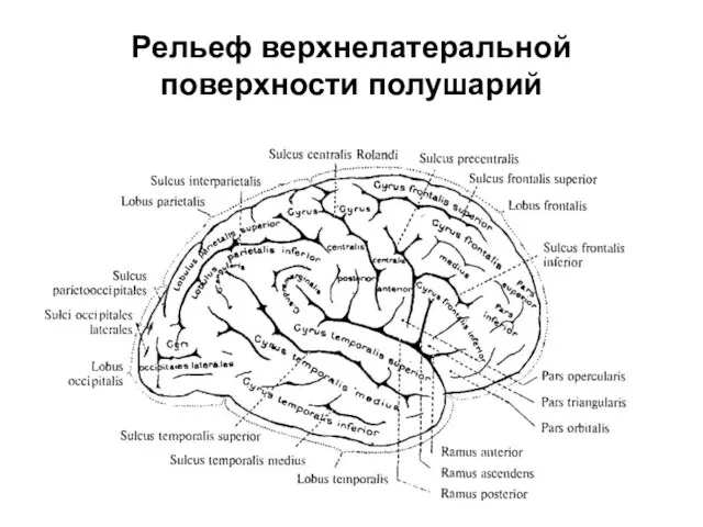 Рельеф верхнелатеральной поверхности полушарий