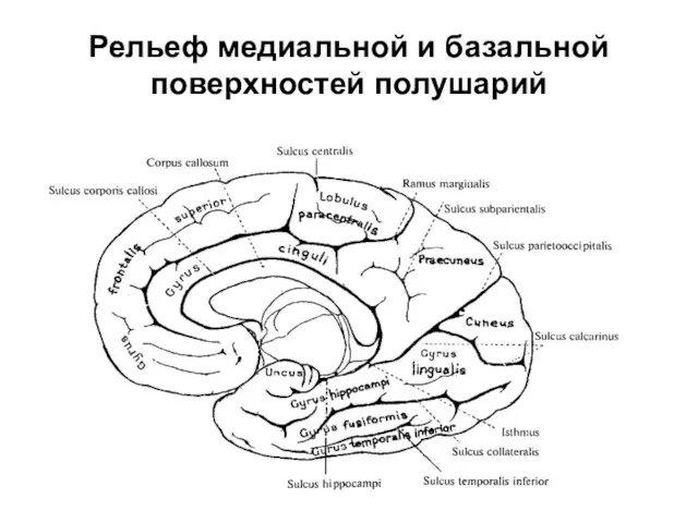 Рельеф медиальной и базальной поверхностей полушарий