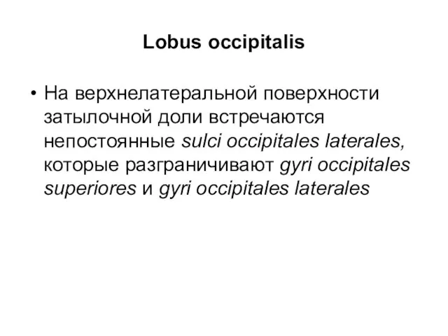 Lobus occipitalis На верхнелатеральной поверхности затылочной доли встречаются непостоянные sulci