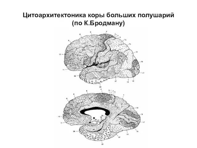 Цитоархитектоника коры больших полушарий (по К.Бродману)