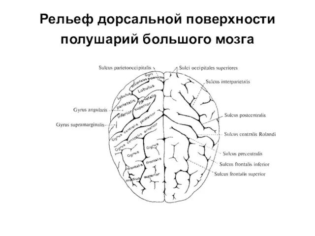 Рельеф дорсальной поверхности полушарий большого мозга