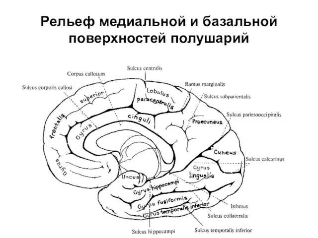 Рельеф медиальной и базальной поверхностей полушарий