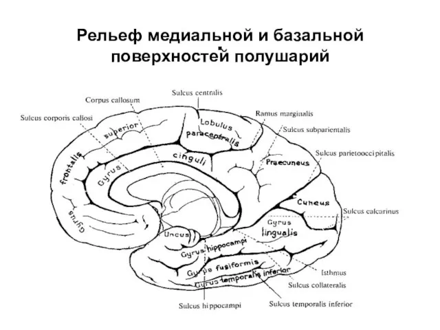 . Рельеф медиальной и базальной поверхностей полушарий