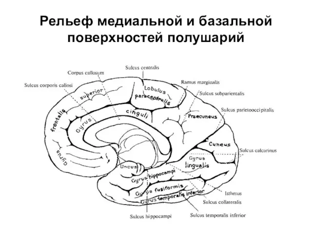 Рельеф медиальной и базальной поверхностей полушарий