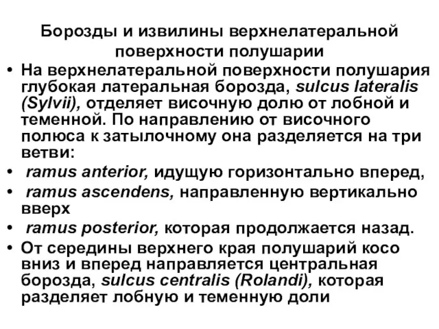 Борозды и извилины верхнелатеральной поверхности полушарии На верхнелатеральной поверхности полушария