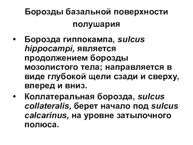 Борозды базальной поверхности полушария Борозда гиппокампа, sulcus hippocampi, является продолжением