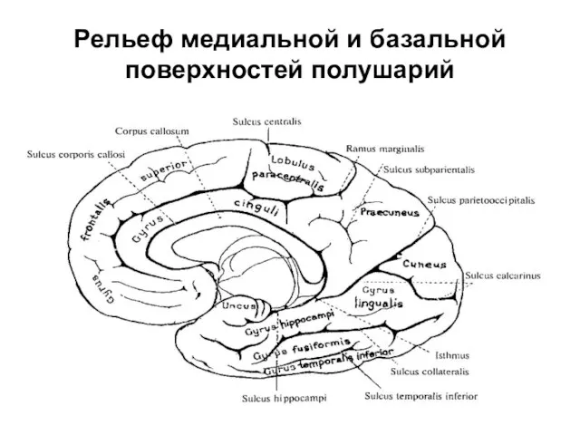 Рельеф медиальной и базальной поверхностей полушарий