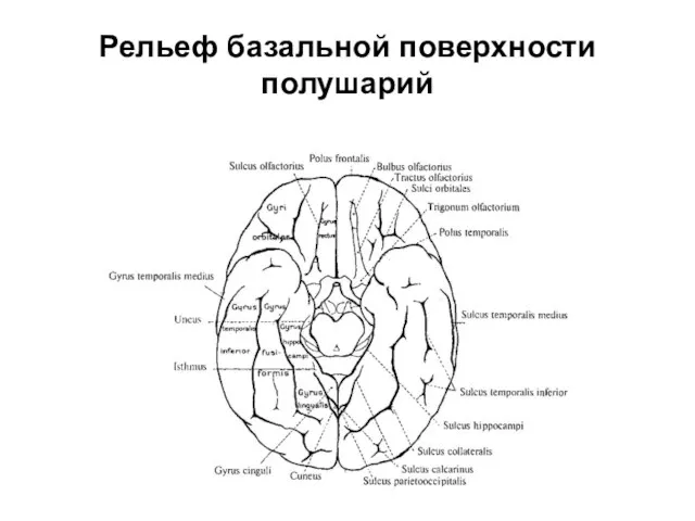 Рельеф базальной поверхности полушарий