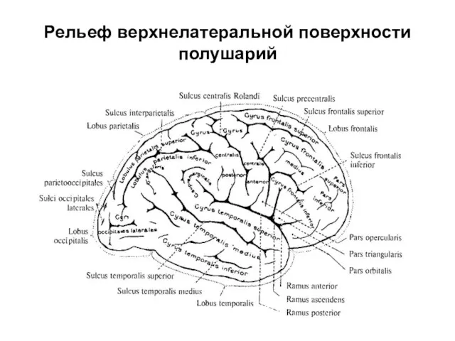 Рельеф верхнелатеральной поверхности полушарий