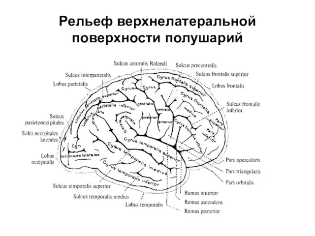 Рельеф верхнелатеральной поверхности полушарий