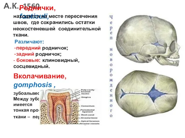 Роднички, fonticuli, находятся на месте пересечения швов, где сохранились остатки