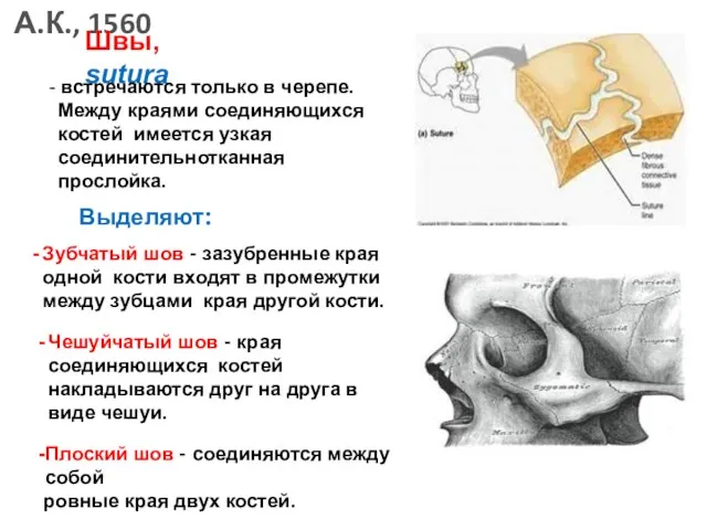 Швы, sutura - встречаются только в черепе. Между краями соединяющихся
