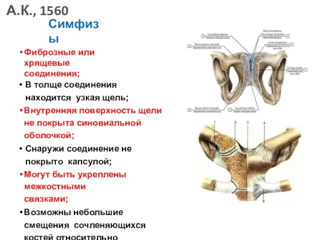 Симфизы Фиброзные или хрящевые соединения; В толще соединения находится узкая