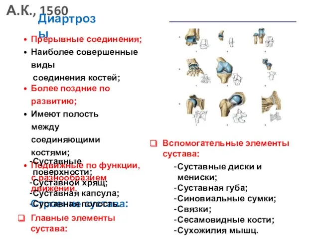 Диартрозы Прерывные соединения; Наиболее совершенные виды соединения костей; Более поздние