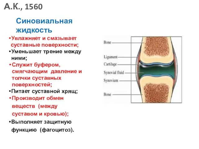 Увлажняет и смазывает суставные поверхности; Уменьшает трение между ними; Служит