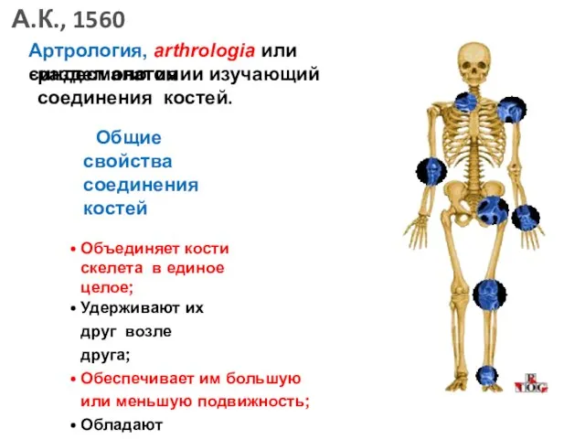 Артрология, arthrologia или синдесмология раздел анатомии изучающий соединения костей. Общие
