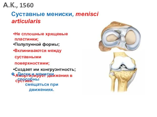 Суставные мениски, menisci articularis Не сплошные хрящевые пластинки; Полулунной формы;