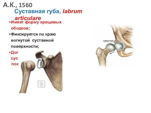 Суставная губа, labrum articulare Имеет форму хрящевых ободков; Фиксируется по