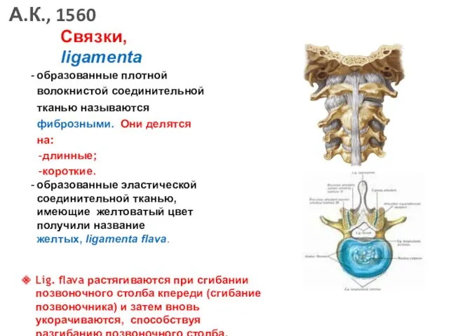 Связки, ligamenta образованные плотной волокнистой соединительной тканью называются фиброзными. Они