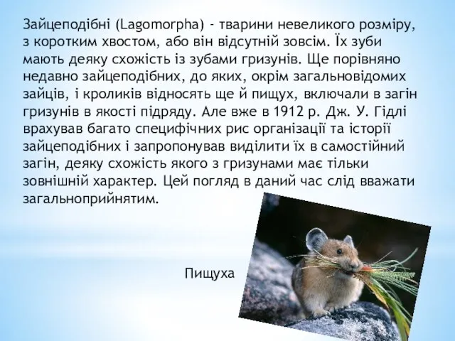 Зайцеподібні (Lagomorpha) - тварини невеликого розміру, з коротким хвостом, або