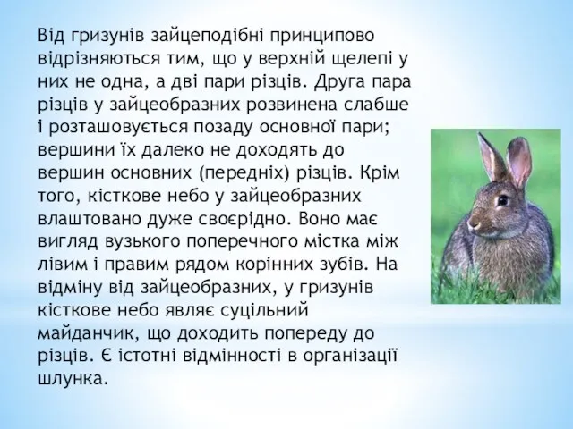 Від гризунів зайцеподібні принципово відрізняються тим, що у верхній щелепі