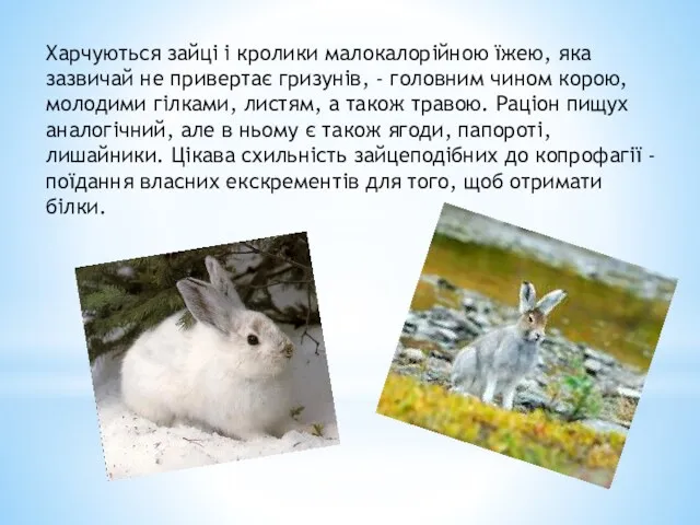 Харчуються зайці і кролики малокалорійною їжею, яка зазвичай не привертає