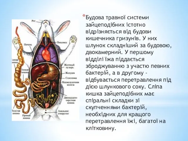 Будова травної системи зайцеподібних істотно відрізняється від будови кишечника гризунів.