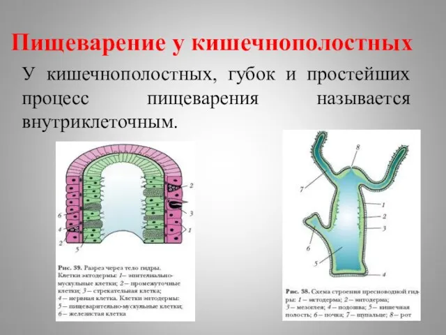 Пищеварение у кишечнополостных У кишечнополостных, губок и простейших процесс пищеварения называется внутриклеточным.