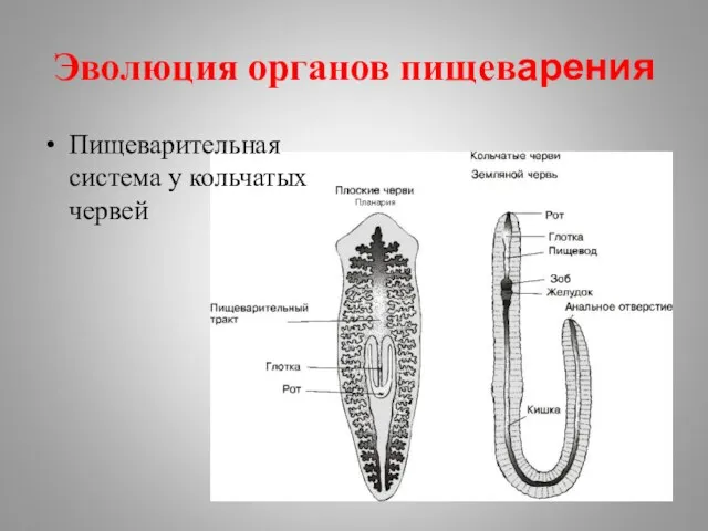 Эволюция органов пищеварения Пищеварительная система у кольчатых червей