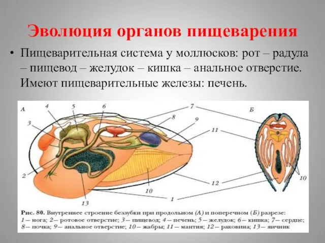 Эволюция органов пищеварения Пищеварительная система у моллюсков: рот – радула