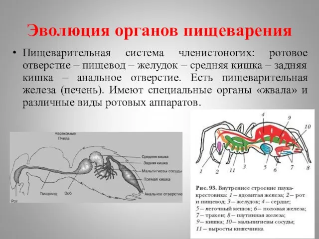 Эволюция органов пищеварения Пищеварительная система членистоногих: ротовое отверстие – пищевод